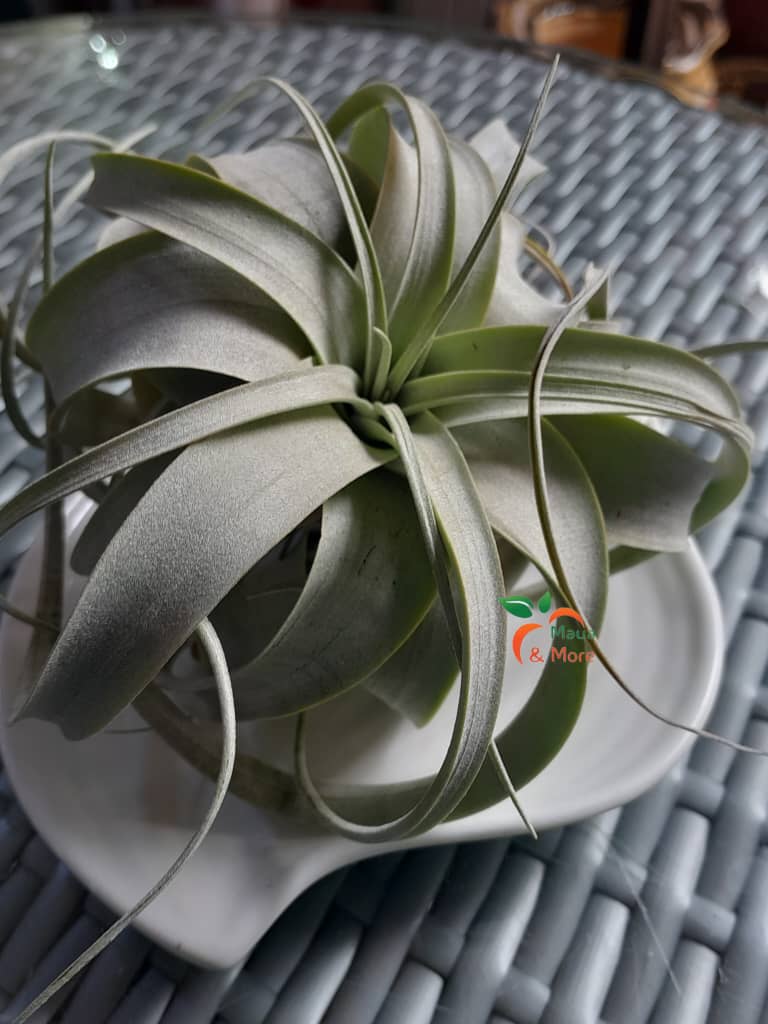 Maua & More tweet media