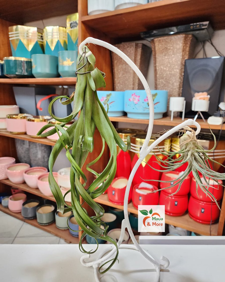 Maua & More tweet media