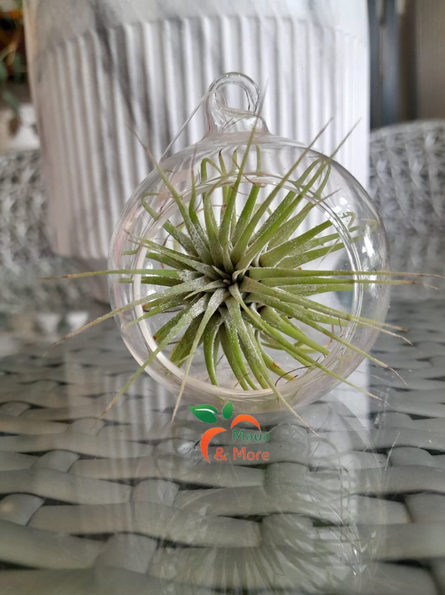 Maua & More tweet media