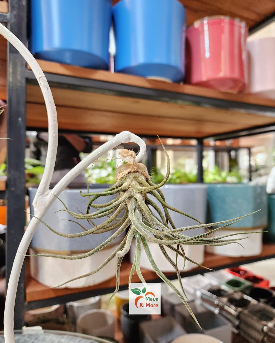 Maua & More tweet media