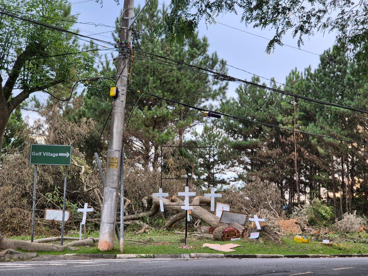 Frankito, o Curioso® tweet media