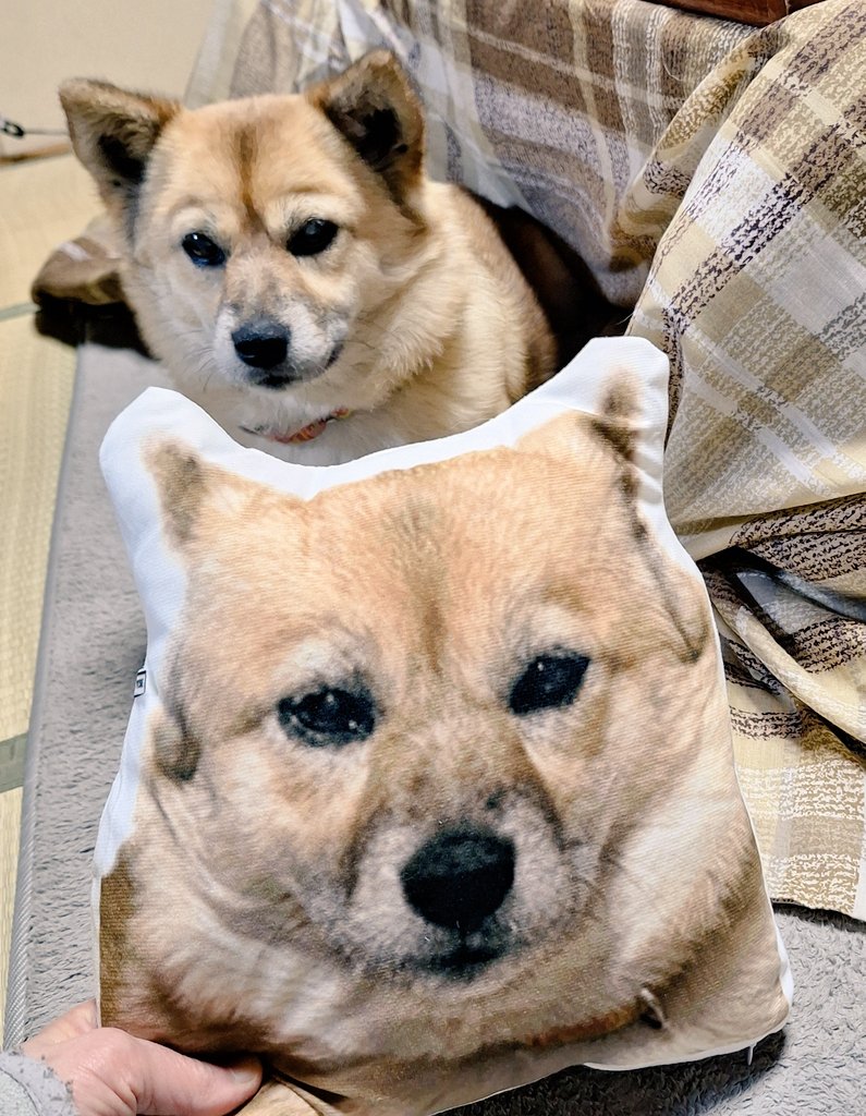 クッション🤣𐤔
笑笑笑笑笑笑笑笑笑笑笑