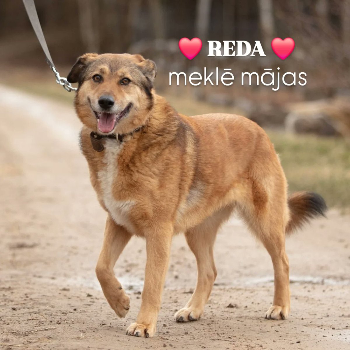 DzAB ''Ķepu-ķepā'' tweet media