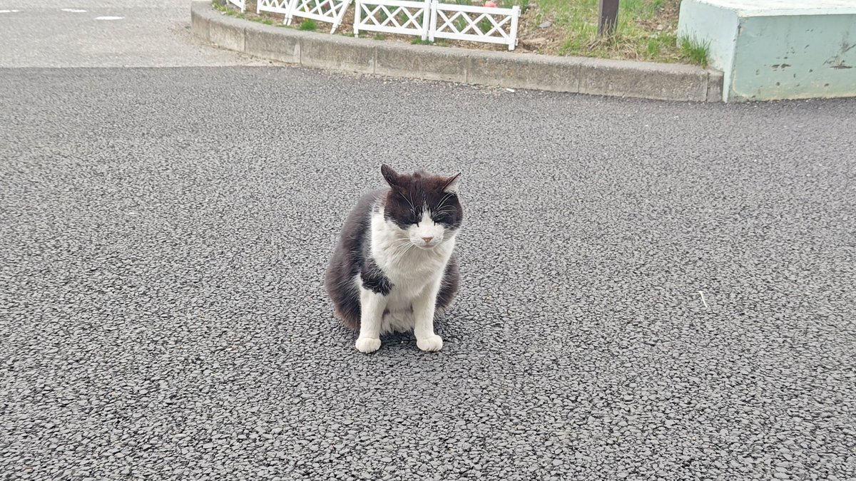 aikokushi's tweet photo. 人懐っこい猫ちゃん
＃大王わさび農場 https://t.co/ZiEhVCmYO3
