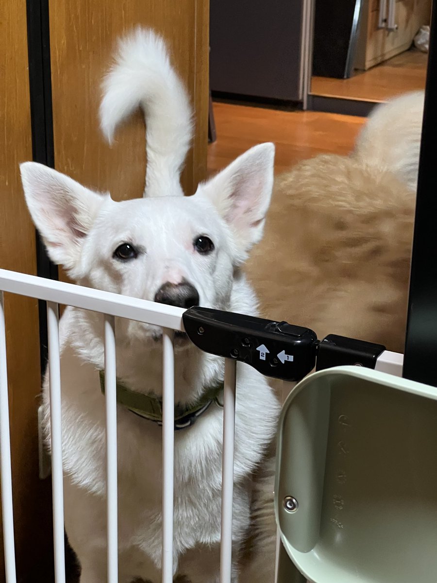 いざや tweet media