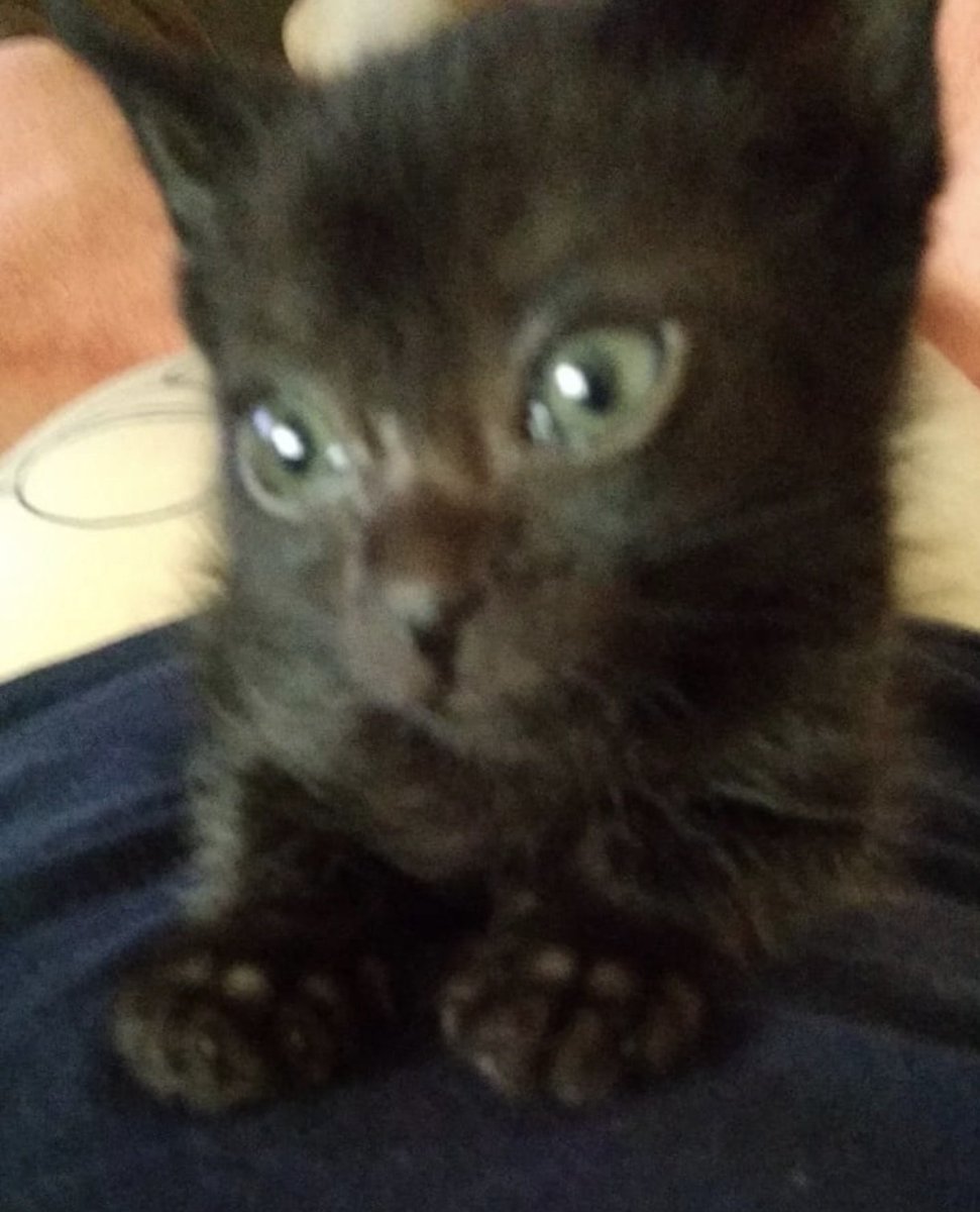 perseida tweet media