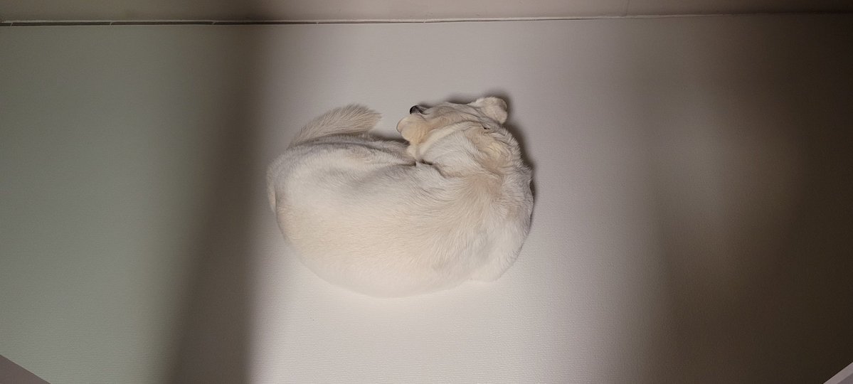 겨울토끼곰 tweet media