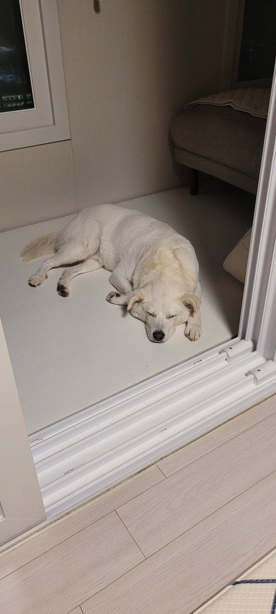 겨울토끼곰 tweet media