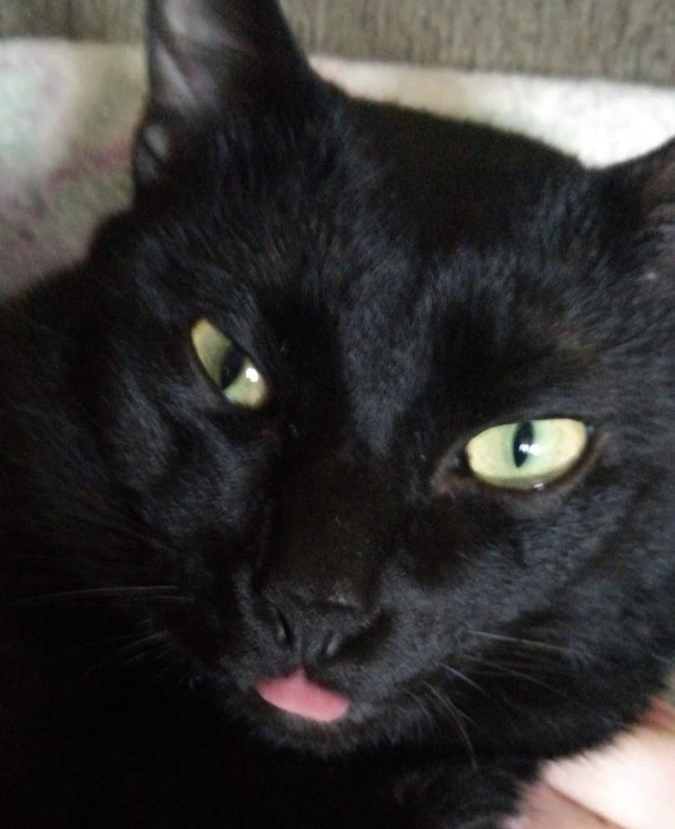 perseida tweet media