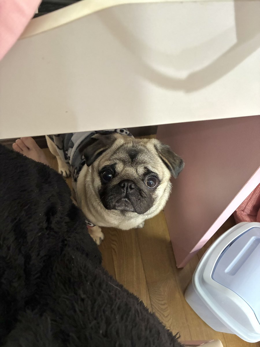 UNI_0605_'s tweet image. ずっとのぞいてるの

#パグ
#pug