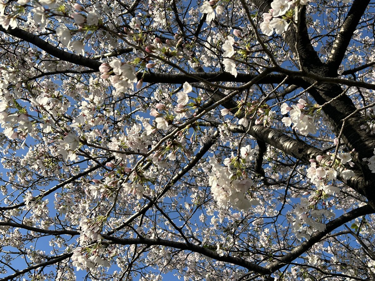 よもぎ/Yomogi tweet media