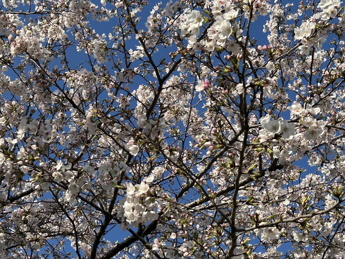 よもぎ/Yomogi tweet media