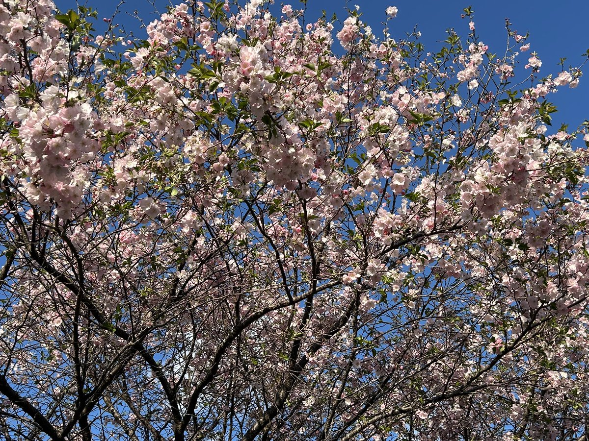 よもぎ/Yomogi tweet media