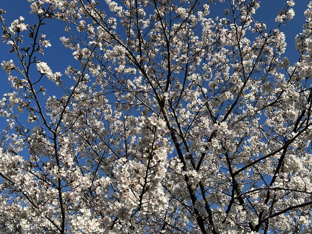 よもぎ/Yomogi tweet media