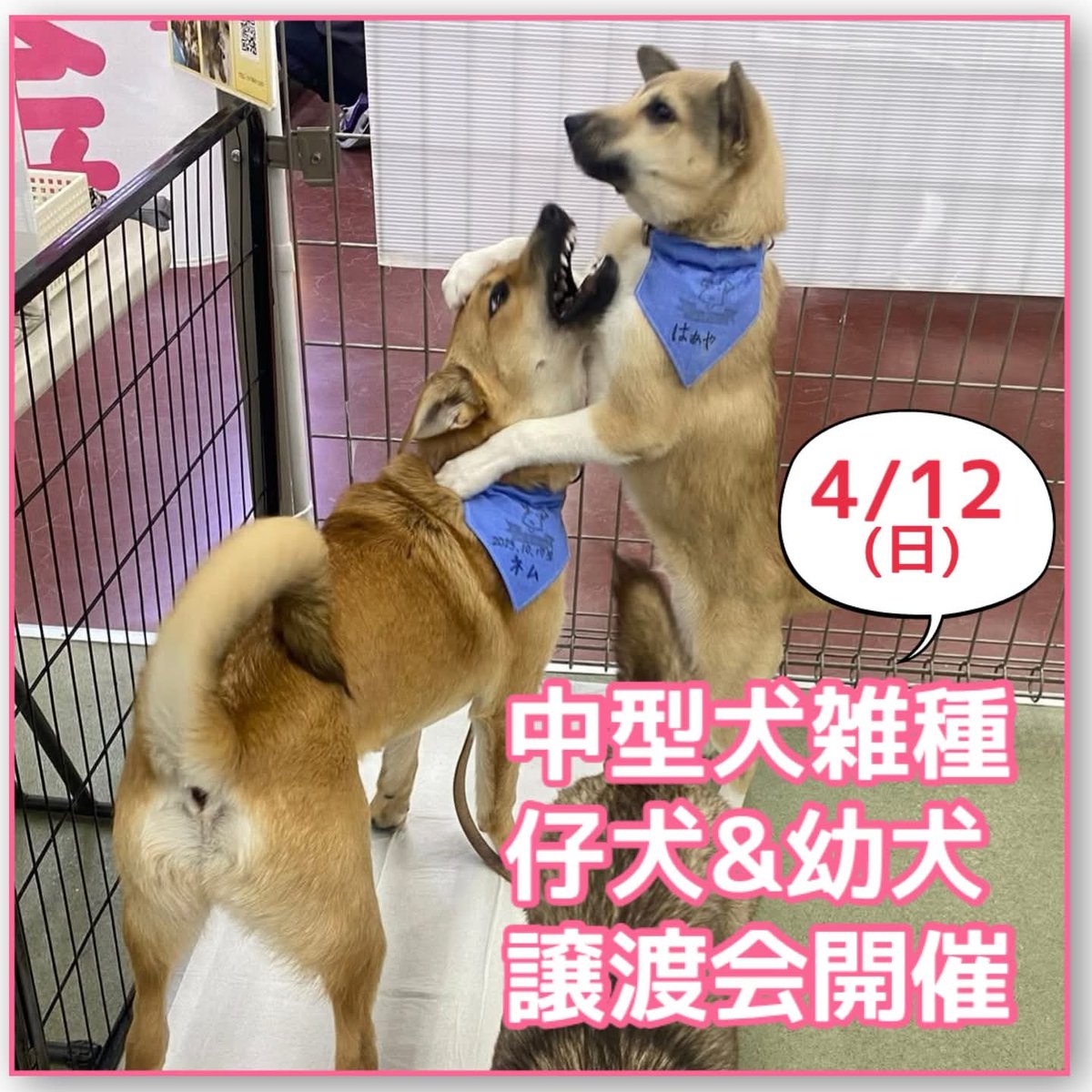 犬のM基金 tweet media