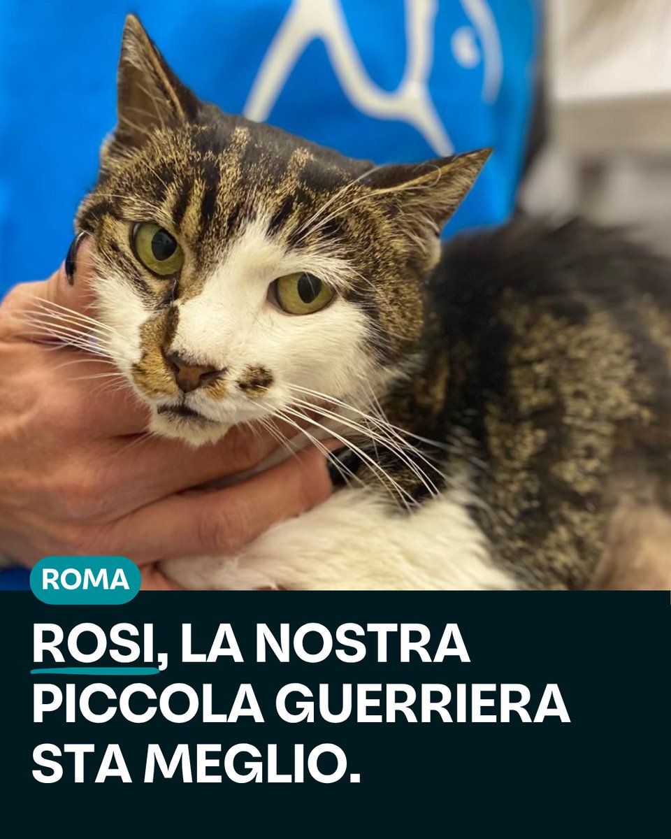 LNDC Animal Protection tweet media