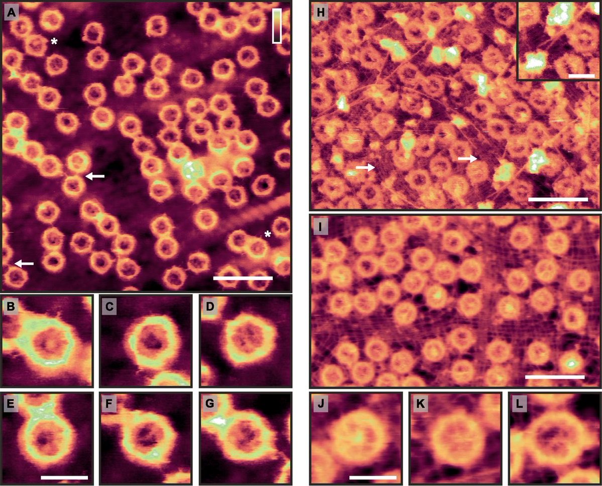 سالم النمشان | S. Alnamshan tweet media