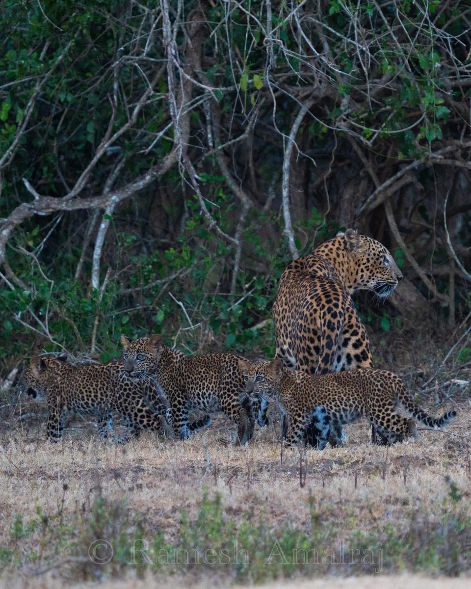 KaviSenu's tweet photo. Speechless 😶
Selena and cubs
2026/04/05
4.59pm
Yala National Park
#leopardcub #yalablock1 #LeopardDiaries #SriLankaWildlife #BigCatEnergy #intothewild #SafariMoments #naturephotography #leopardtrails
Pic: Ramesh Amalraj https://t.co/BVD7vqx3Ka