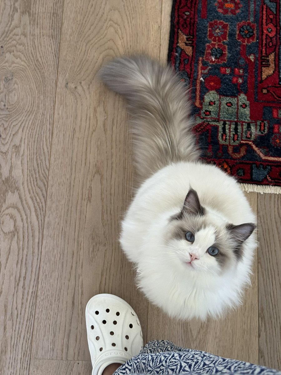 نارنگی tweet media