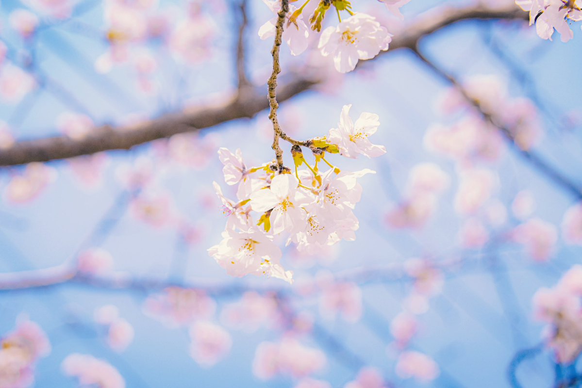 忘れないよ、大人になっても