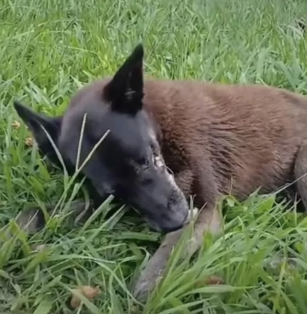 Falando no ORELHA!!!
Já são meses e a justiça nda,mas tdos que amam os animais, jamais se confirmarão,sempre haverá uma saudade e uma nota de indignação.
ORELHA abriu um alerta p/crimes bárbaros contra cães,gatos,cavalos e capivaras e sabem porque? Impunidade!!
#JustiçaPorOrelha.