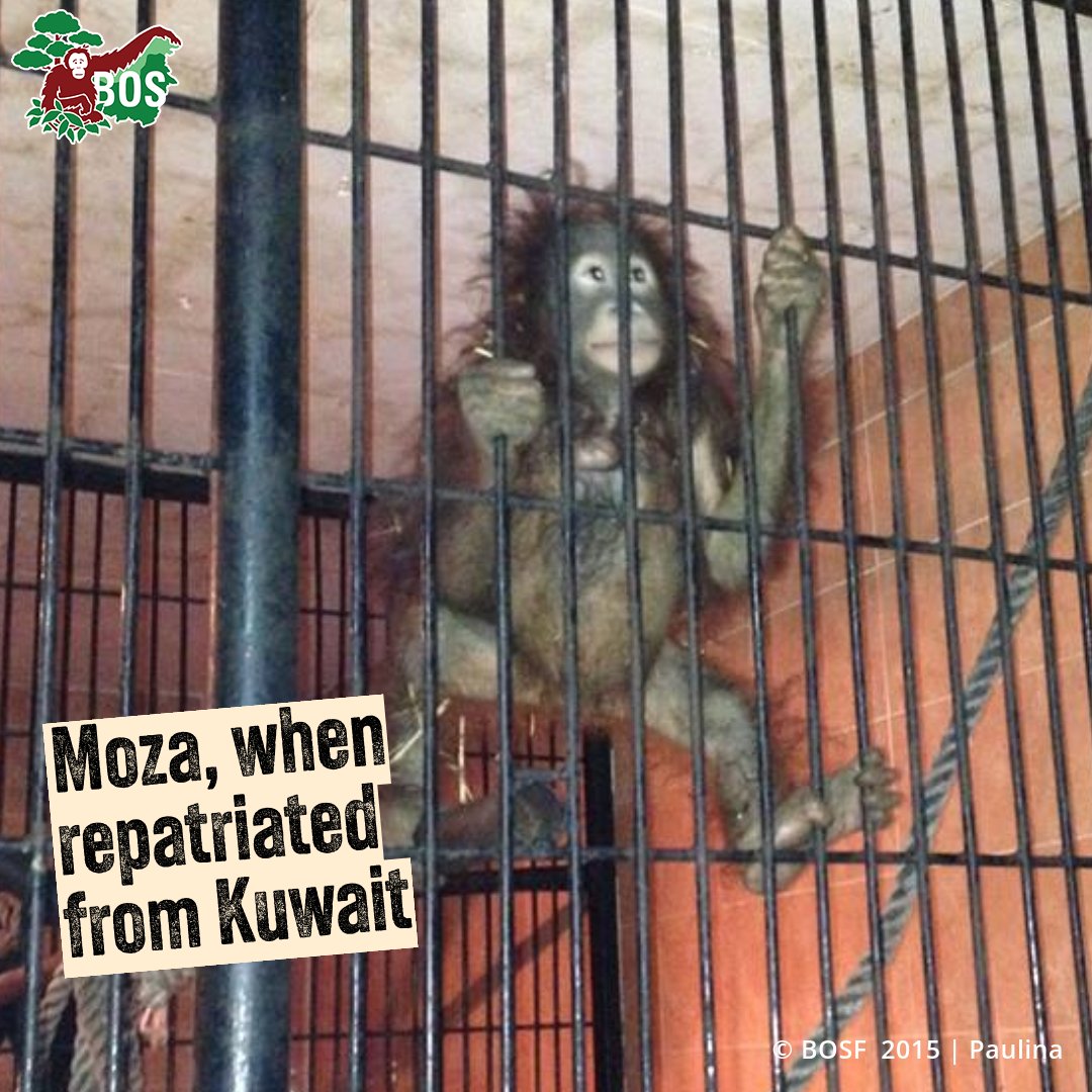 BorneoOSUK's tweet image. Moza was illegally trafficked to Kuwait &amp;amp; was repatriated to Indonesia in July 2015. Despite her traumatic experience, Moza graduated from Orangutan Jungle School, was moved to a pre-release island &amp;amp; is now a mother to Minho! READ MORE 👉 bos-uk.org/mozas-journey-…