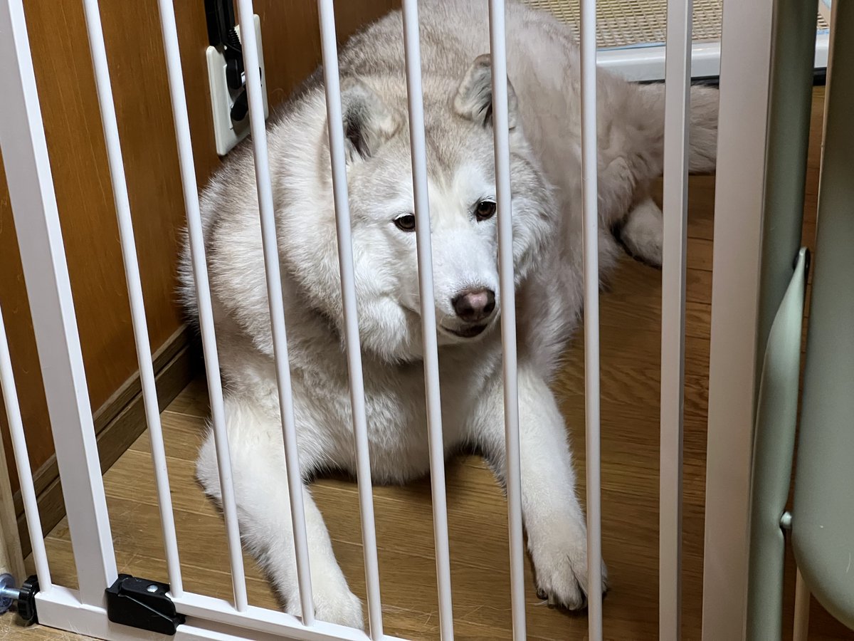 いざや tweet media