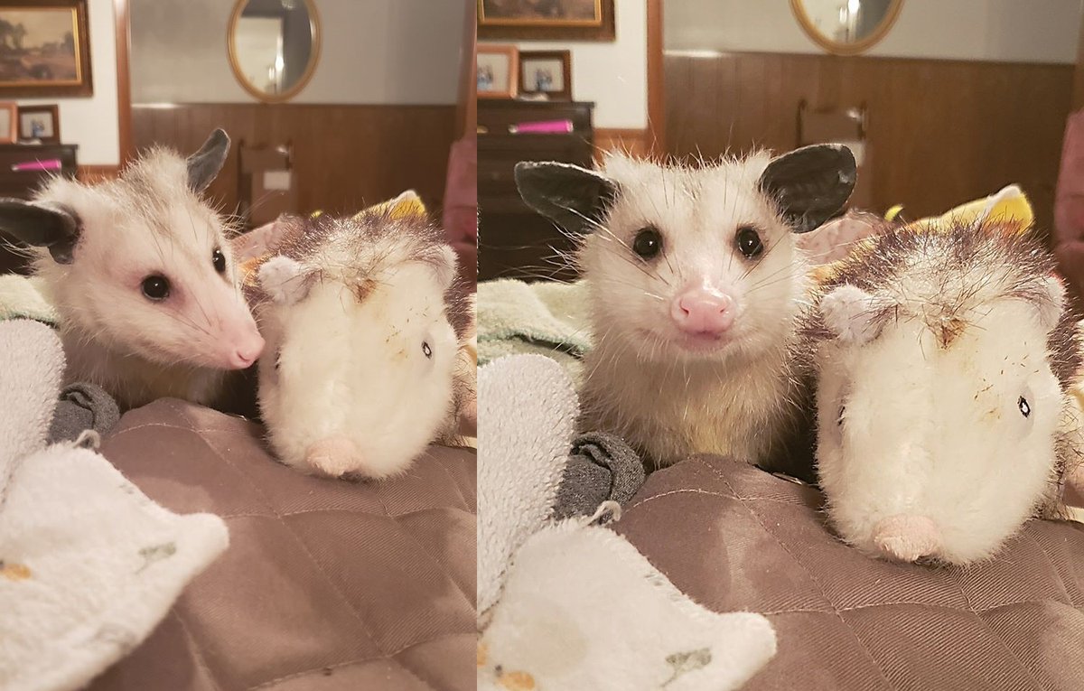 Possumeveryhour.io tweet media