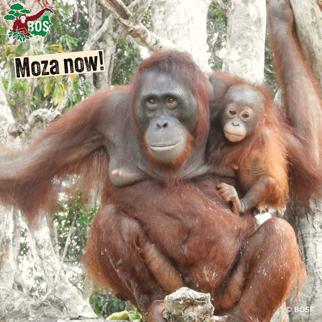 BorneoOSUK's tweet image. Moza was illegally trafficked to Kuwait &amp;amp; was repatriated to Indonesia in July 2015. Despite her traumatic experience, Moza graduated from Orangutan Jungle School, was moved to a pre-release island &amp;amp; is now a mother to Minho! READ MORE 👉 bos-uk.org/mozas-journey-…