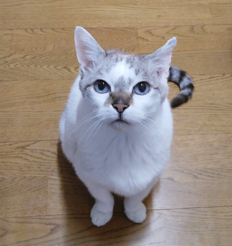 ancoroid tweet media