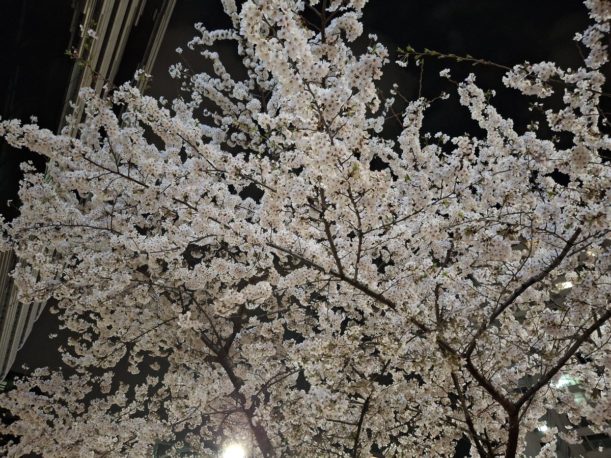 리라비 tweet media