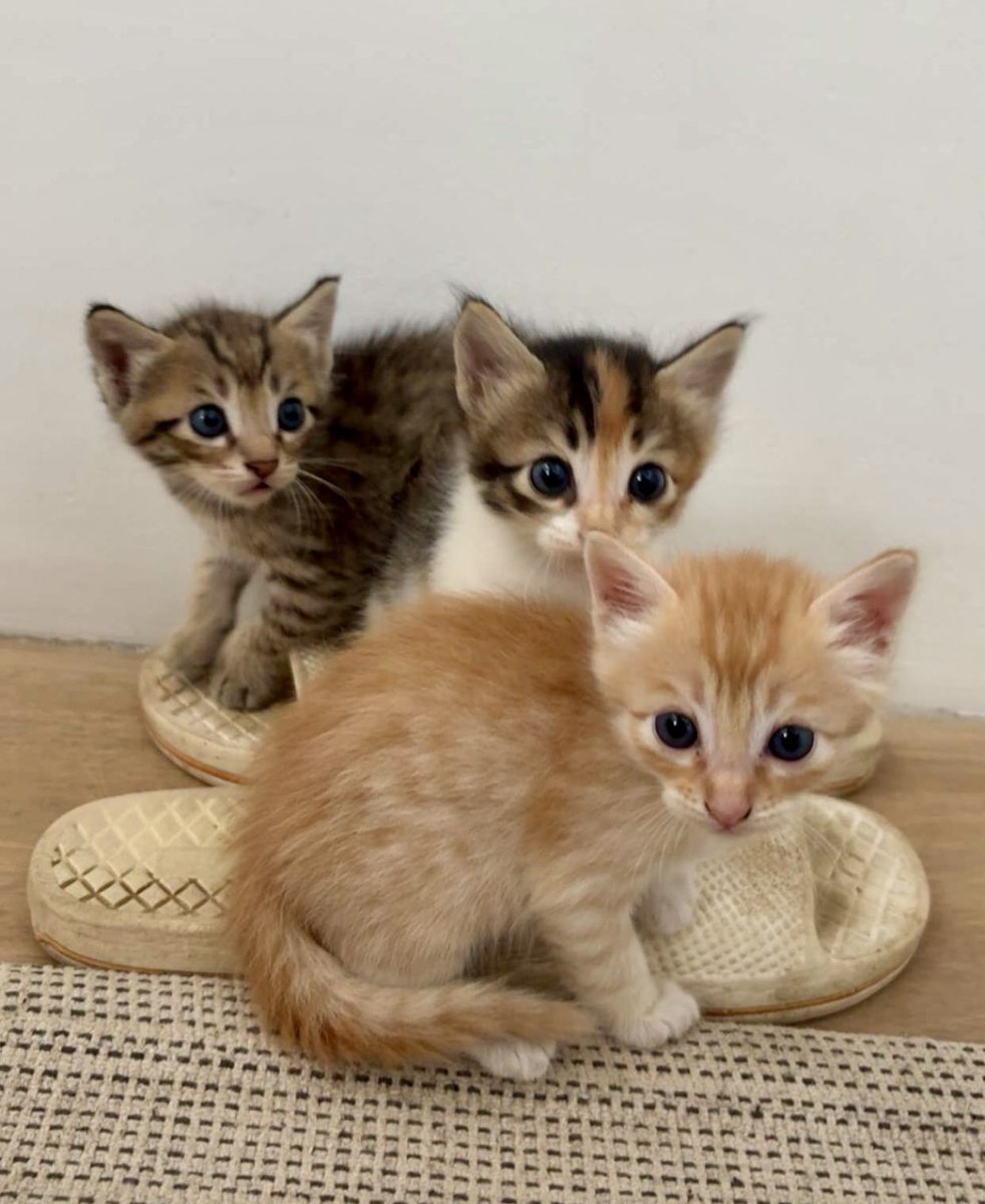 The cutest kittens in the world are up for adoption in Bangalore - plss dm!