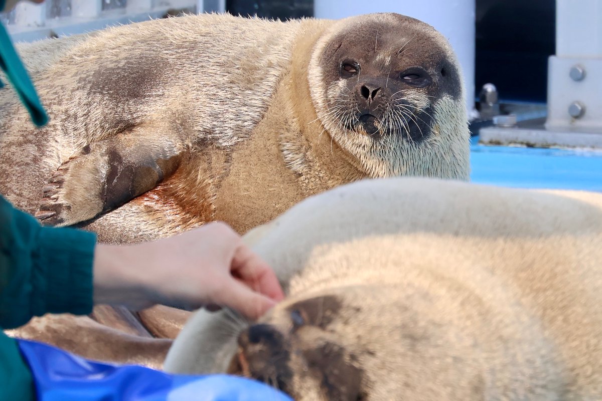 れえぬ tweet media