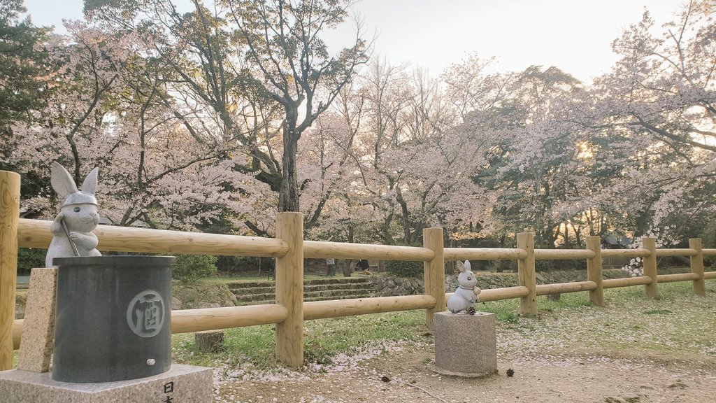 tabigure's tweet photo. お久しぶりでーす
ようやく桜を撮りにいってきました、出雲大社境内
満開ですが、ようもってくれました　散り始めています

おまけは
JR旧大社駅のSLと桜です https://t.co/VT2s9R3i8F