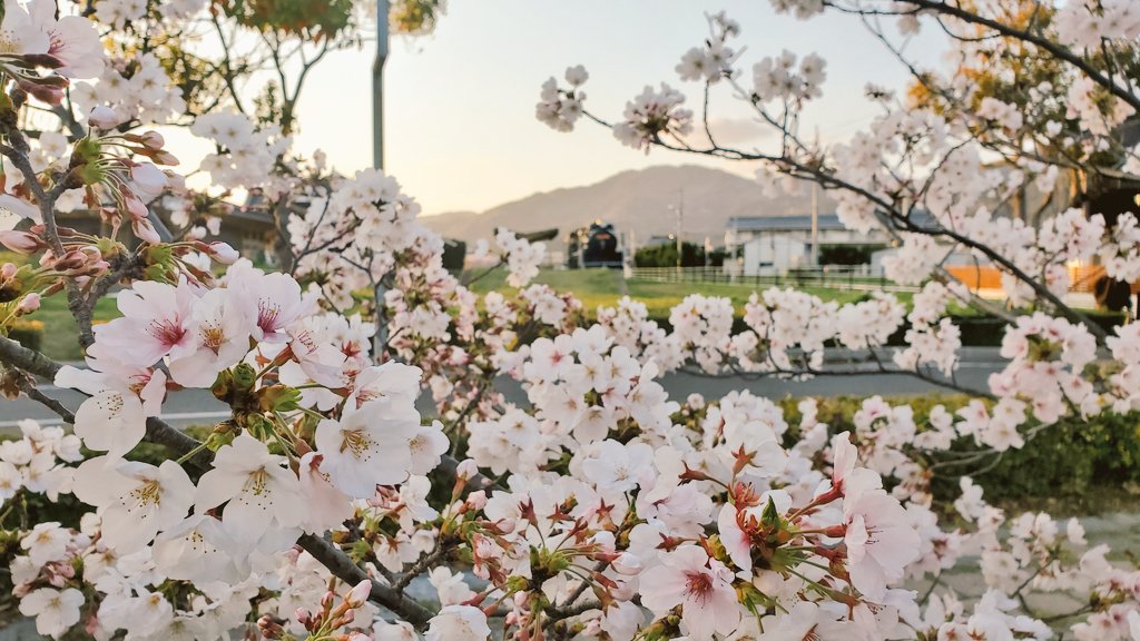 tabigure's tweet photo. お久しぶりでーす
ようやく桜を撮りにいってきました、出雲大社境内
満開ですが、ようもってくれました　散り始めています

おまけは
JR旧大社駅のSLと桜です https://t.co/VT2s9R3i8F
