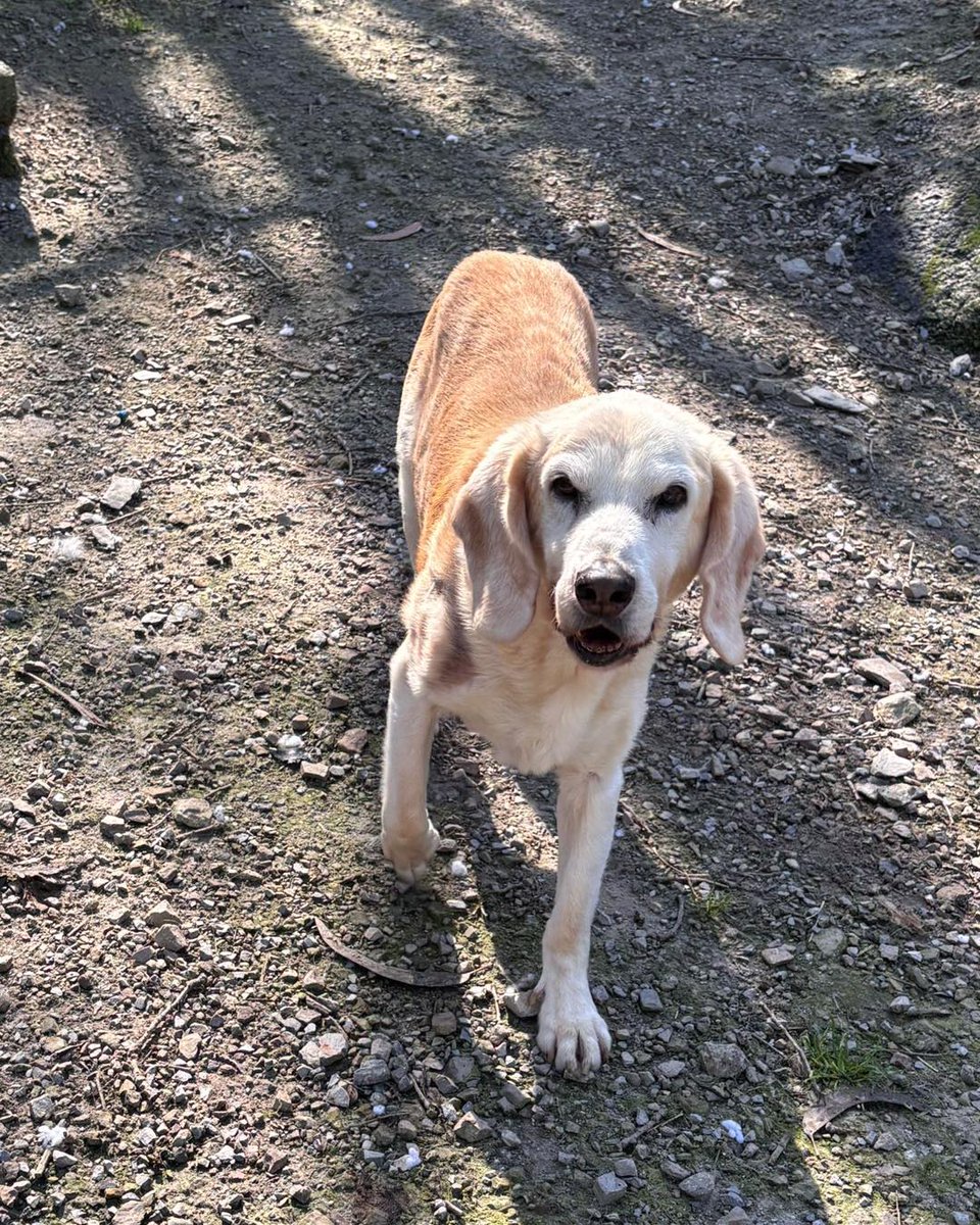 SOS Abuelos tweet media