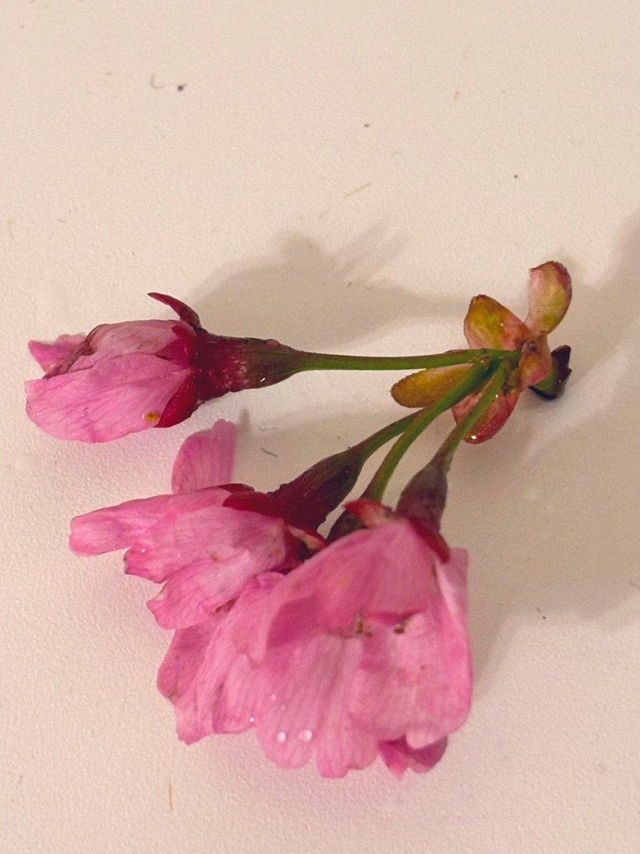 🌐仙台ゆづみこ tweet media