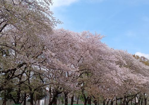 でもまだまだキレイです。