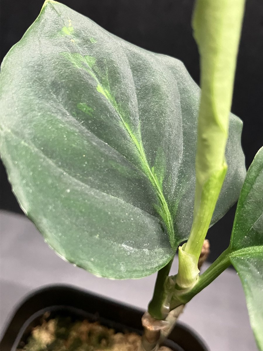 ソケ939 tweet media