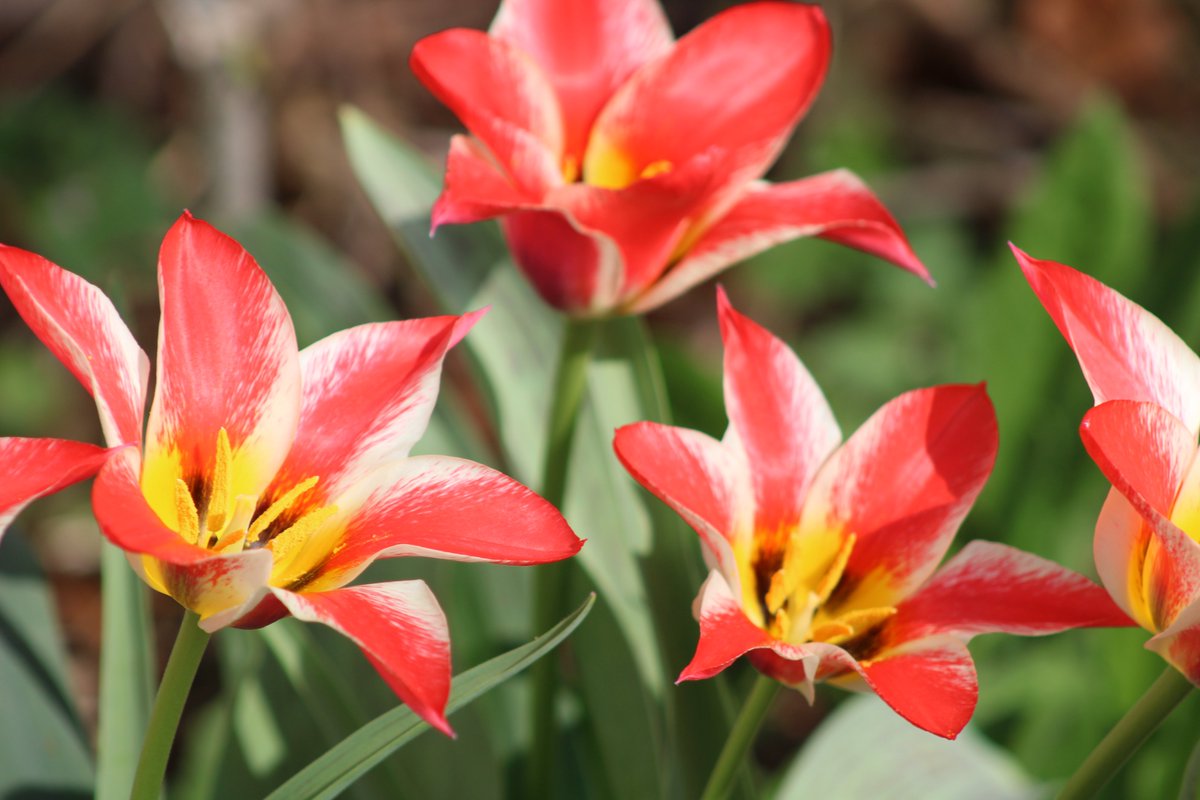 HermitsDaily's tweet photo. Eye catching Tulips left us by Doris, the late owner of our home.   Pennsylvania.   #tulip #tulips #flower #flowers #flowering #bloom #blooms #blooming #bulb #bulbs #bulbflower #bulbflowers #redandyellow #spring #springtime #springflower #springflowers #garden #pennsylvaniagarden https://t.co/1MO8d48S0U