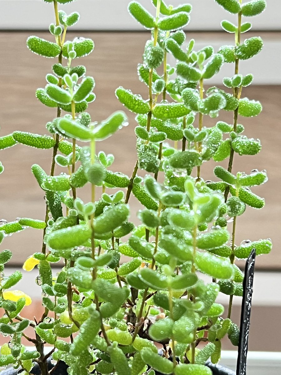 greensam2405's tweet photo. ドロサンテマム、毎日のように霧吹きしてる
#���ロサンテマム #多肉植物 #家庭菜園 https://t.co/MS9fbpbsNJ