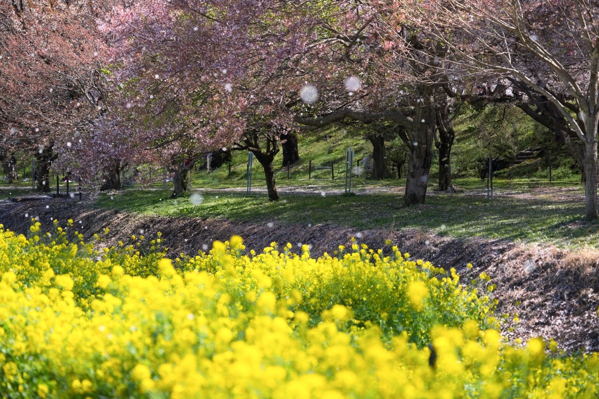 YU_JURRY's tweet image. 桜吹雪も🌸

————————— 
Camera: EOS R6Mk3 
Lens: RF  70-200mm f4 
 #photography #sakura #camera #canon #japan