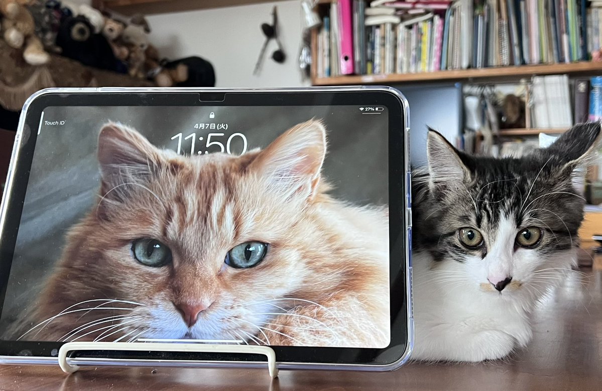 ぴょんたママ tweet media