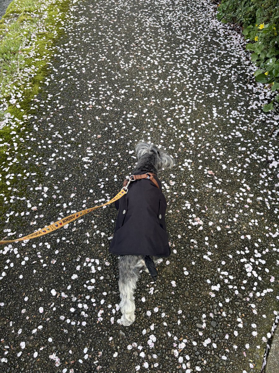 フィロママ tweet media