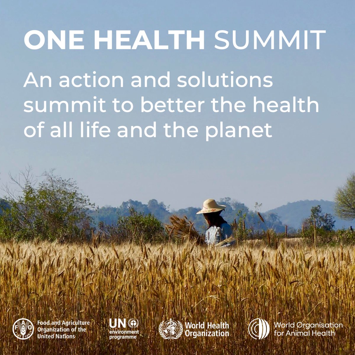 FAO Livestock tweet media