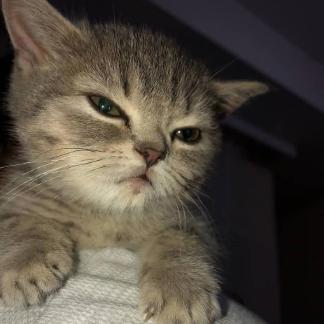 𝖉𝖆𝖓𝖆 tweet media