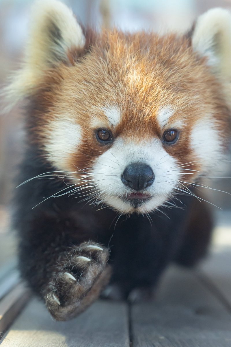 るん🐾 tweet media