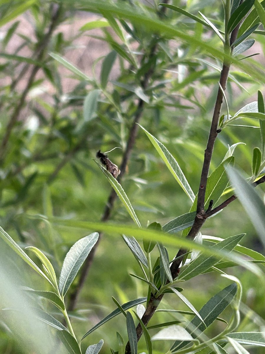 やなぎ tweet media