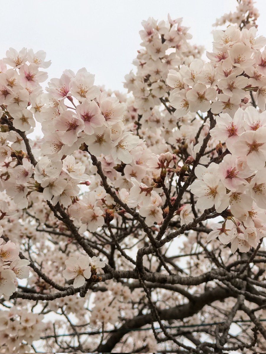 みんしあ@グラブル♪ tweet media