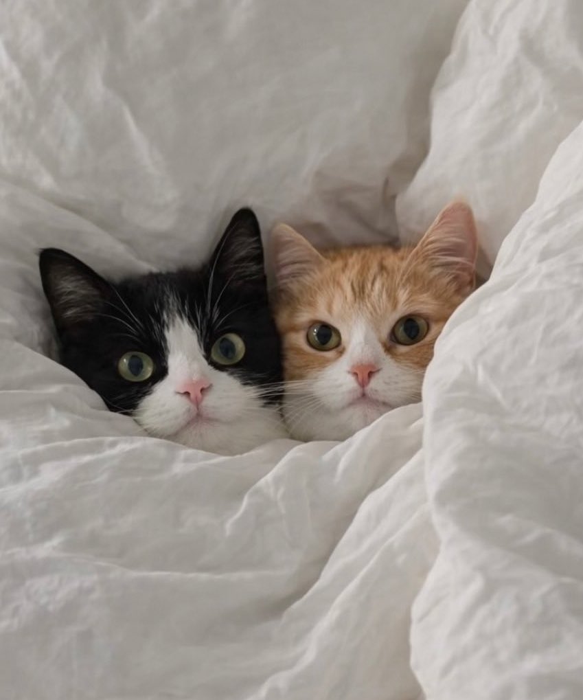 ดร. เยิฟยู 𓇼 tweet media